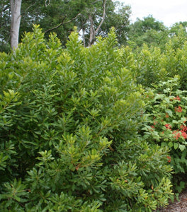 Northern Bayberry