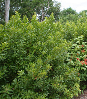 Northern Bayberry