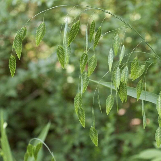 Northern sea oats with compelling looks of light green colors