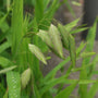 A closer look on the culms with darker shade of green
