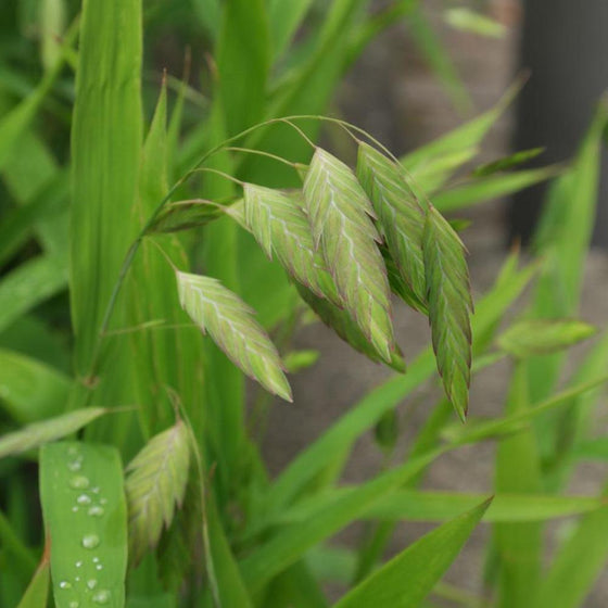 A closer look on the culms with darker shade of green