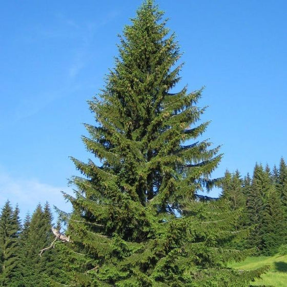 Mature Norway Spruce Tree