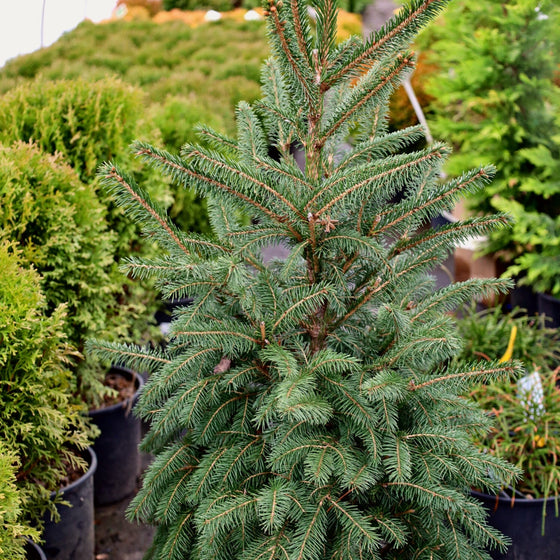 close up of a Norway spruce tree in our nursery