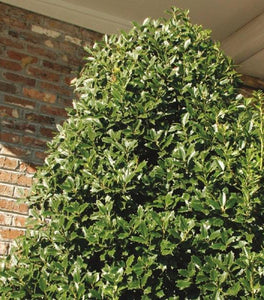 Oakland® Holly