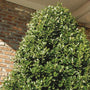 Close up view of the top half of an Oakland Holly Tree  against a brick wall backdrop