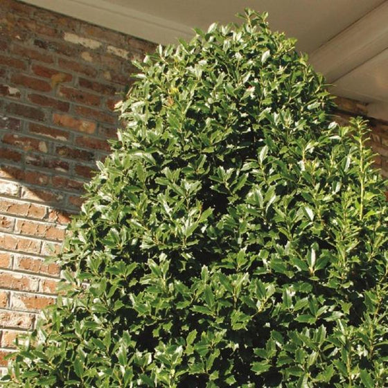 Close up view of the top half of an Oakland Holly Tree against a brick wall backdrop