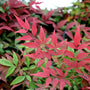 close up of the bright red and green foliage
