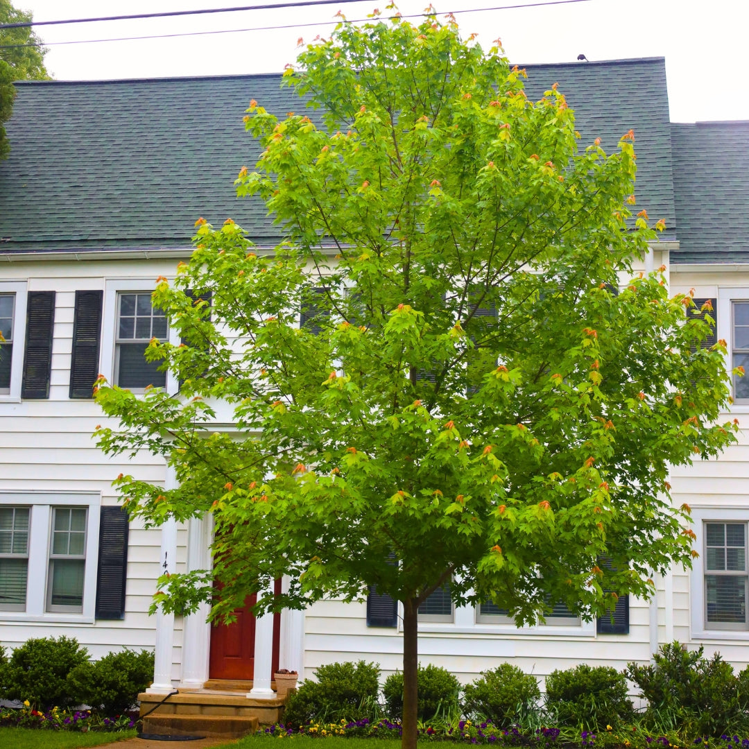 planting maple trees near house October Glory Maple Tree