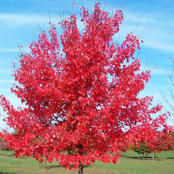 Young October Glory Maple Tree bright red in fall season