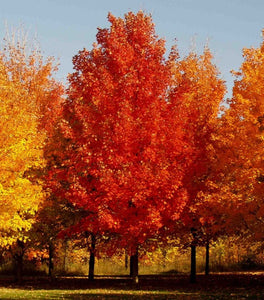 October Glory Maple