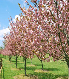 Okame Cherry Tree