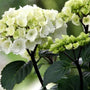 onyx zebra creamy white flower cluster in its early stages ready to bloom