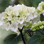 bigleaf Onyx Zebra mophead hydrangea Shrubs with white petals and a hint of green
