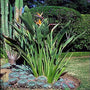 Orange Bird of Paradise showing it's large leaves and bright orange bird shaped flowers