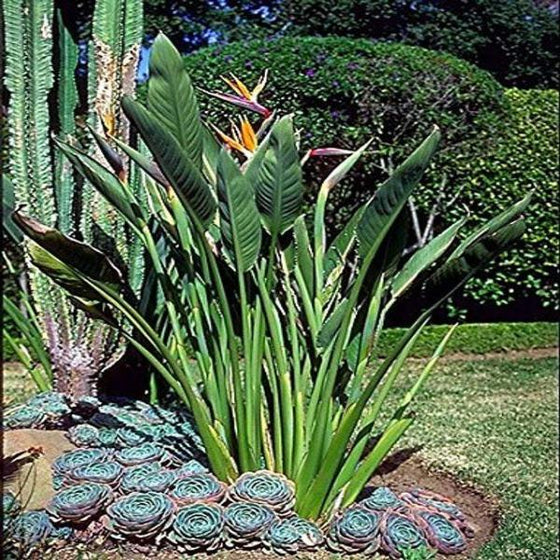 Orange Bird of Paradise showing it's large leaves and bright orange bird shaped flowers