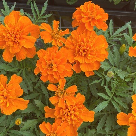 orange marigold flowers with dark green foliage