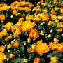 warm fall blooms on orange chrysanthamums