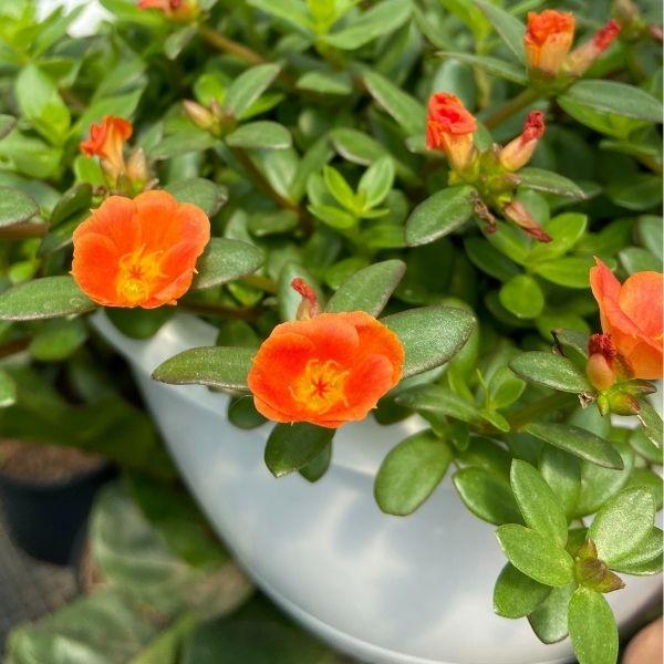 succulent small orange flowers Orange Portulaca For Sale