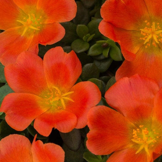 orange portulaca flowers of Pazzaz Tangerine Purslane