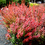 orange rocket barberry stunning fall color