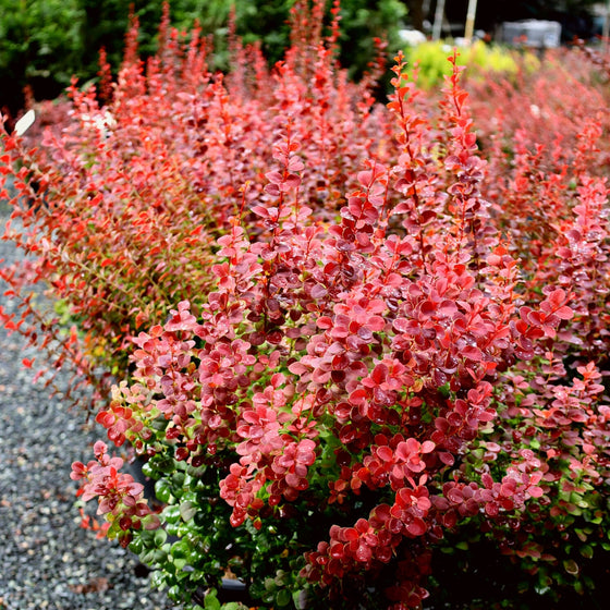 orange rocket barberry stunning fall color