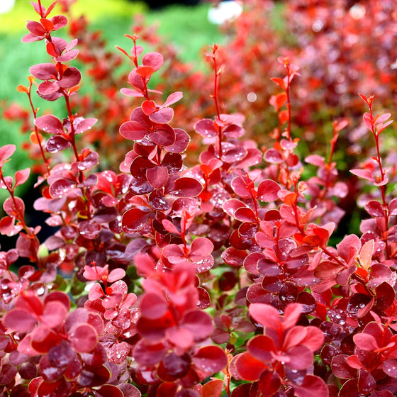 orange rocket barberry foliage transforms into a bright red in the fall