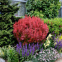 orange rocket barberry vibrant reddish-orange leaves