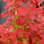 A close-up of the vibrant color of the Orange Rocket Barberry.