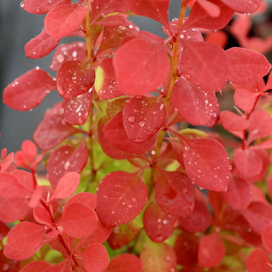 A close-up of the vibrant color of the Orange Rocket Barberry.