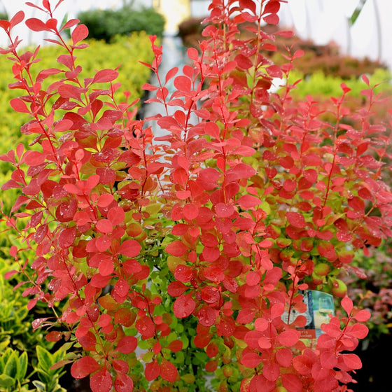 vibrant orange new growth on orange rocket barberry