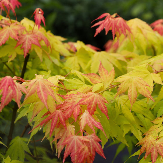 Close Up View of Orange Dream Japanese Maple Chartreuse to orange to red foliage
