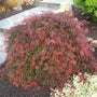 Orangeola Japanese Maple Tree