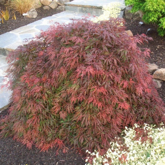 Orangeola Japanese Maple Tree