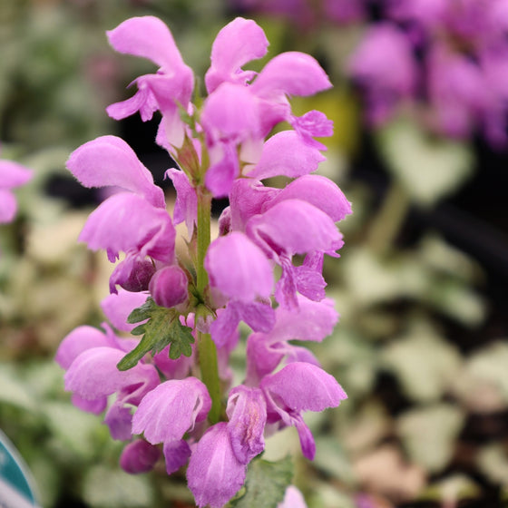 close up view or orchid frost lamium blooms