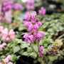 close up view of periwinkle blooms on orchid frost lamium