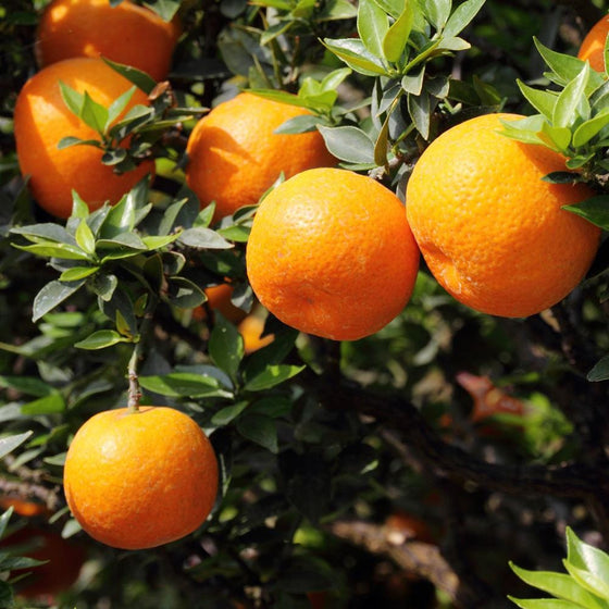Orlando Tangelo Trees produce large amounts of edible orange fruit