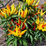 Chilly Chili Ornamental Pepper Plant