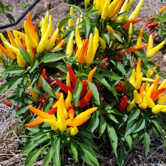 Chilly Chili Ornamental Pepper Plant