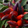 red and purple Wicked Ornamental Peppers