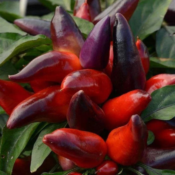red and purple Wicked Ornamental Peppers