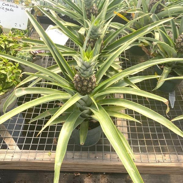 pineapple plant family Ornamental Pineapple Plants