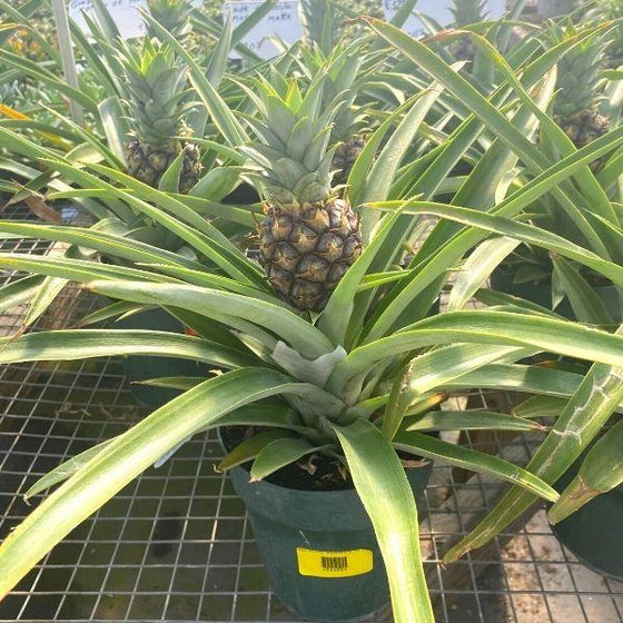 ornamental pineapple plant with long fronds