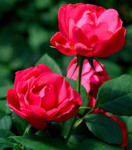 Oso Easy Double Red Rose