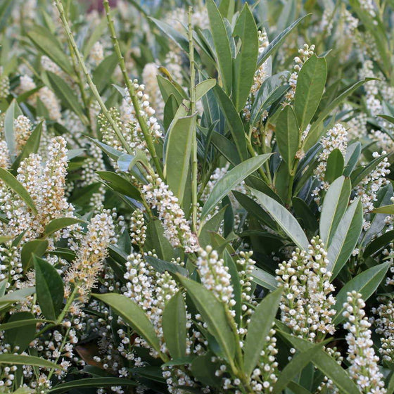 Otto Luyken Cherry Laurel masses of white flowers