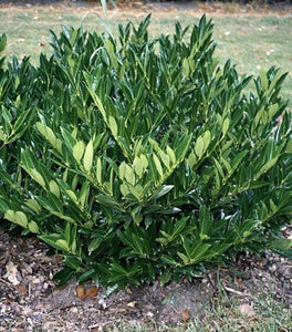 Otto Luyken Laurel