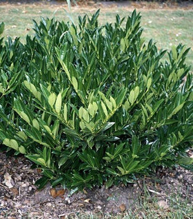 Otto Luyken Laurel