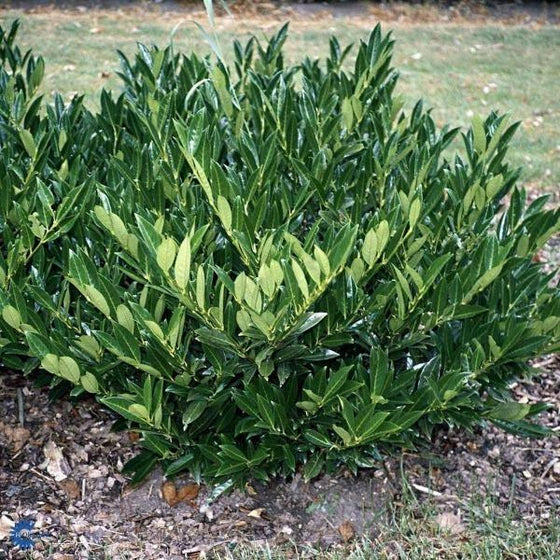 Otto Luyken Laurel dense green leaves