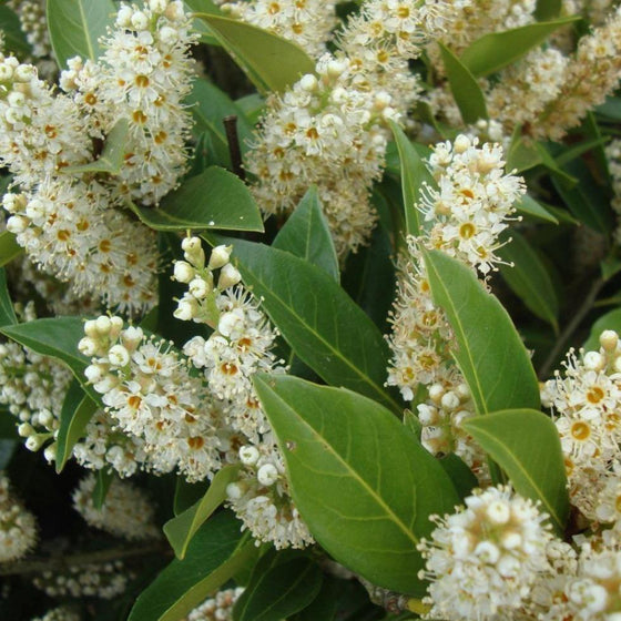 Otto Luyken Laurel's white flower clusters and green foliage