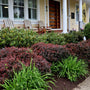 Otto Luyken laurels in a foundation planting