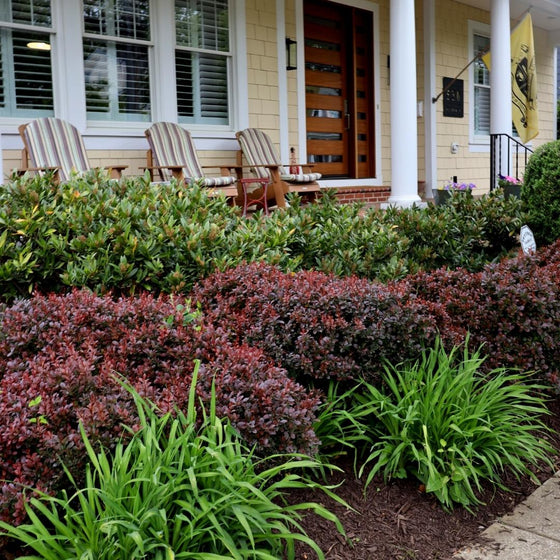 Otto Luyken laurels in a foundation planting